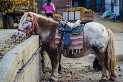 Pesterzsébeti Lovasiskola - Horse riding, District 20