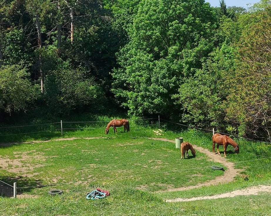 Kamaraerdei Lovarda - Lovarda, 11. kerület (3)