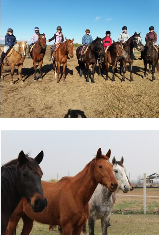 Hurrikánlovas Sportegyesület - Horse riding, District 17 (2)